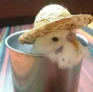 Meet your Posher, Makayla